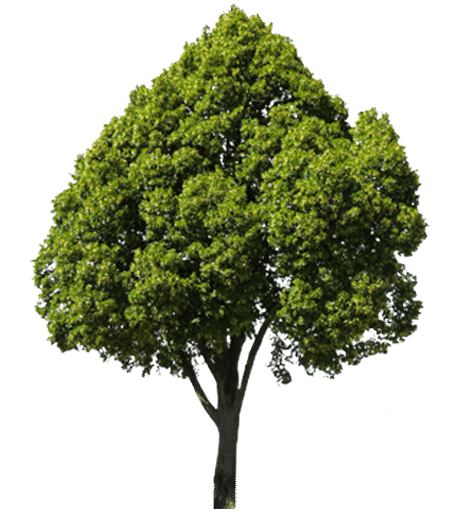 Akkusys pflanzt einen Baum für Ihre Bewertung